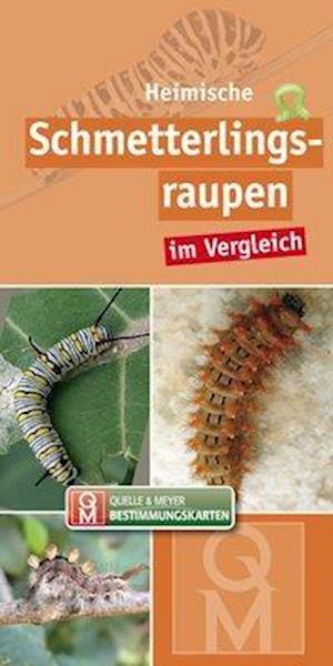 Heimische Schmetterlingsraupen im Vergleich - Quelle & Meyer Verlag - Books - Quelle + Meyer - 9783494018126 - June 30, 2020