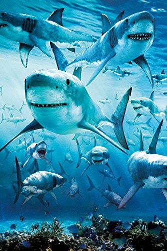 Cover for Shark · Shark - Infested (Poster Maxi 61x91,5 Cm) (MERCH)