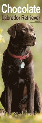 Chocolate Labrador Retriever Slim Calendar 2025 Dog Breed Slimline Calendar - 12 Month (Kalender) (2024)
