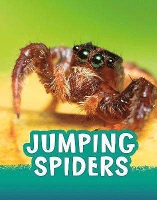 Cover for Jaclyn Jaycox · Jumping Spiders - Animals (Paperback Bog) (2022)
