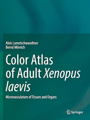 Cover for Alois Lametschwandtner · Color Atlas of Adult Xenopus laevis: Microvasculature of Tissues and Organs (Paperback Book) [2022 edition] (2023)