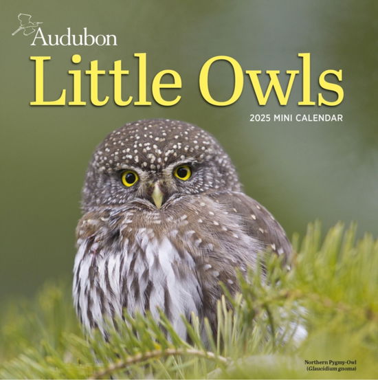 Audubon Little Owls Mini Wall Calendar 2025: A Year of Fluffy and Round Owls - National Audubon Society - Merchandise - Workman Publishing - 9781523526130 - August 8, 2024