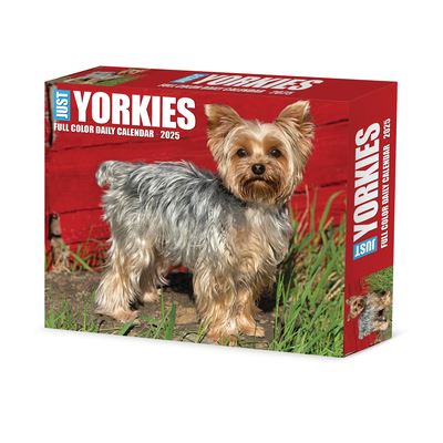 Willow Creek Press · Yorkies 2025 6.2 X 5.4 Box Calendar (Calendar) (2024)