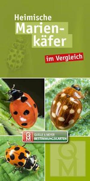 Heimische Marienkäfer - Quelle & Meyer Verlag - Libros - Quelle + Meyer - 9783494019130 - 14 de octubre de 2021