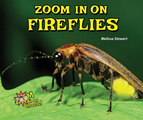 Cover for Melissa Stewart · Zoom in on Fireflies (Zoom in on Insects!) (Innbunden bok) (2014)