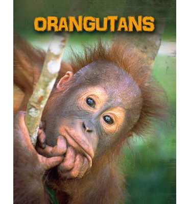 Cover for Buffy Silverman · Orangutans (N/A) (2013)