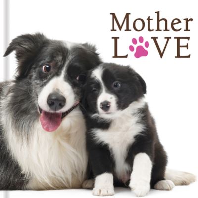 Mother Love (Dogs) - New Seasons - Books - New Seasons - 9781640307131 - February 15, 2019