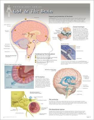 Cover for Scientific Publishing · CSF &amp; the Brain Laminated Poster (Landkarten) (2013)