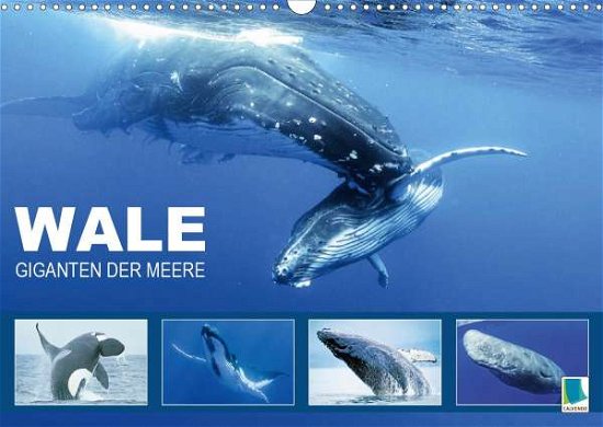 Giganten der Meere (Wandkalender - Wale - Bücher -  - 9783670823131 - 