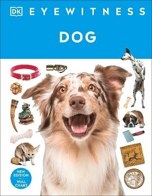 Eyewitness Dog - DK Eyewitness - Dk - Livros - Dorling Kindersley Ltd - 9780241756133 - 6 de novembro de 2025