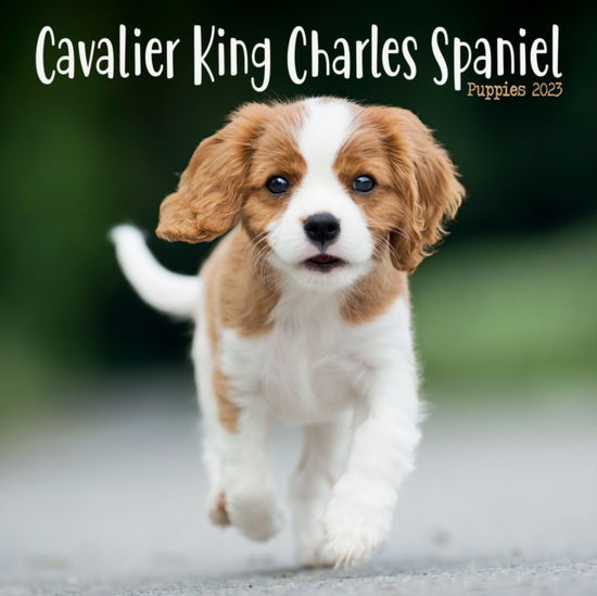 Cavalier King Charles Spaniel Puppies Mini Square Wall Calendar 2023