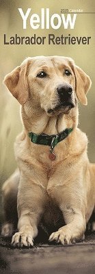 Yellow Labrador Retriever Slim Calendar 2025 Dog Breed Slimline Calendar - 12 Month (Kalender) (2024)