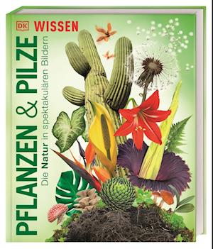 Cover for Eva Sixt · DK Wissen. Pflanzen und Pilze (Book) (2024)