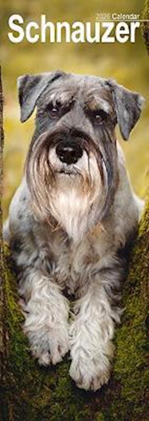 Cover for Schnauzer Slim Calendar 2026  Dog Breed Slimline Calendar - 12 Month (Calendar) (2025)