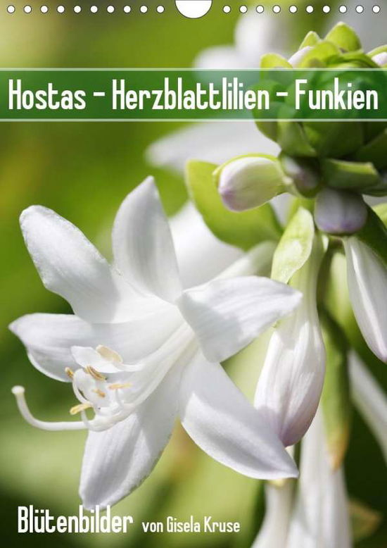 Hostas Herzblattlilien Funkien (W - Kruse - Książki -  - 9783671131136 - 