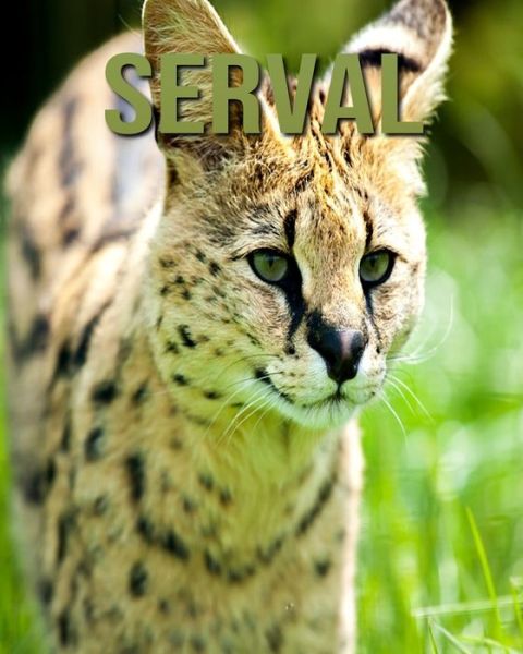 Cover for Joe Murphy · Serval (Paperback Book) (2020)