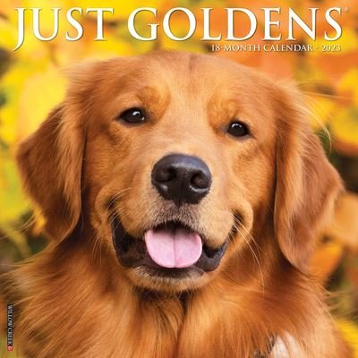 Just Goldens 2023 Wall Calendar - Willow Creek Press - Merchandise - Willow Creek Press - 9781549226137 - 15. august 2022