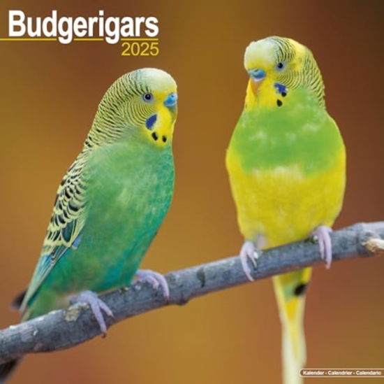 Cover for Budgerigars Calendar 2025  Square Bird Wall Calendar - 16 Month (Calendar) (2024)