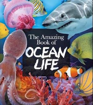 Cover for Claudia Martin · The Amazing Book of Ocean Life - Amazing Books (Paperback Bog) (2020)