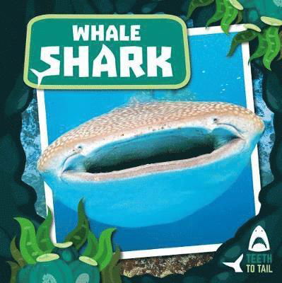 Whale Shark: Teeth to Tail - Teeth to Tail - Robin Twiddy - Books - BookLife Publishing - 9781786376138 - May 28, 2019