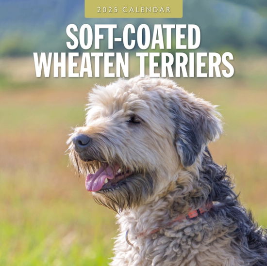 Cover for Red Robin · Soft-Coated Wheaten Terriers 2025 Square Wall Calendar (Paperback Book) (2024)