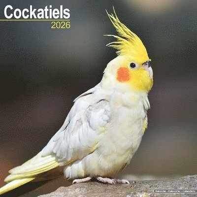 Cover for Cockatiels Calendar 2026  Square Bird Wall Calendar - 16 Month (Calendar) (2025)