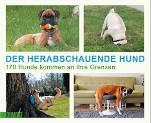 Cover for DuMont Buchverlag GmbH · Der herabschauende Hund (Paperback Book) (2022)