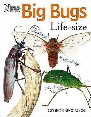 Cover for George Beccaloni · Big Bugs Life-Size (Paperback Book) (2010)