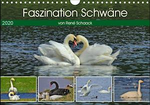 Cover for Schaack · Faszination Schwäne (Wandkalend (Bok)