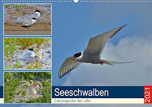 Cover for Schaack · Seeschwalben - Extremsportler d (Bok)