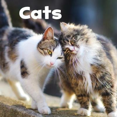 Cats - Our Pets - Lisa J. Amstutz - Books - Capstone Global Library Ltd - 9781474757140 - February 8, 2018