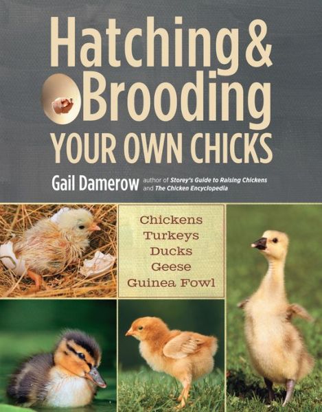 Cover for Gail Damerow · Hatching &amp; Brooding Your Own Chicks: Chickens, Turkeys, Ducks, Geese, Guinea Fowl (Paperback Bog) (2013)