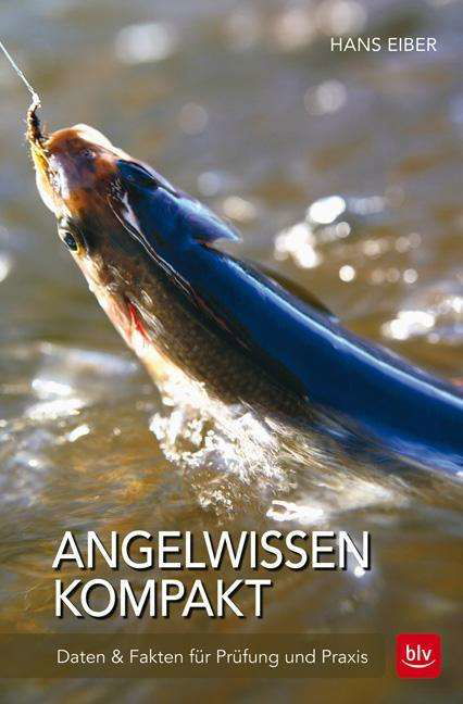 Cover for Eiber · Angelwissen kompakt (Bog)
