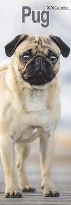 Pug Slim Calendar 2025 Dog Breed Slimline Calendar - 12 Month (Kalender) (2024)