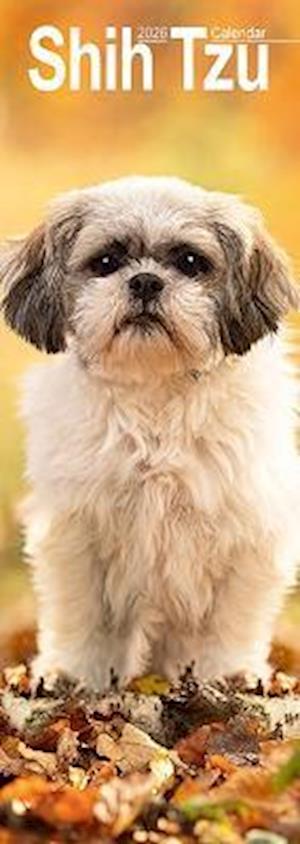 Cover for Shih Tzu Slim Calendar 2026  Dog Breed Slimline Calendar - 12 Month (Calendar) (2025)
