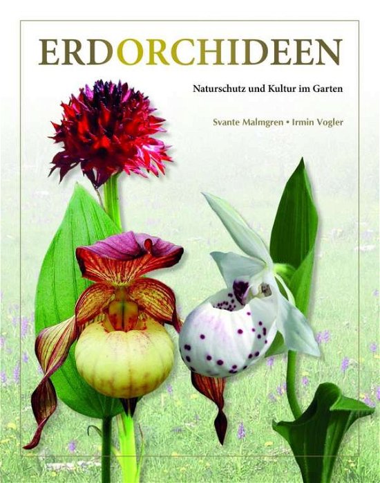 Cover for Malmgren · Erdorchideen (Book)