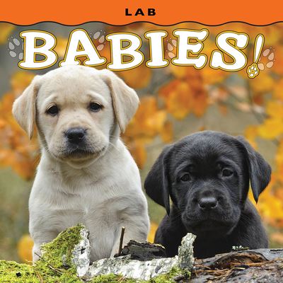 Lab Babies! - Steph Lehmann - Books - Farcountry Press - 9781560378143 - September 1, 2023