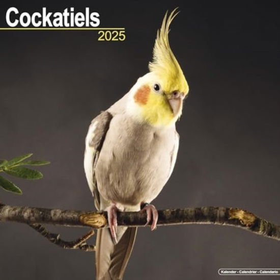 Cover for Cockatiels Calendar 2025  Square Bird Wall Calendar - 16 Month (Calendar) (2024)