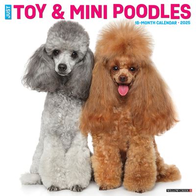 Willow Creek Press · Just Toy & Miniature Poodles 2025 12 X 12 Wall Calendar (Calendar) (2024)