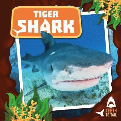 Cover for Robin Twiddy · Tiger Shark: Teeth to Tail - Teeth to Tail (Hardcover Book) (2019)