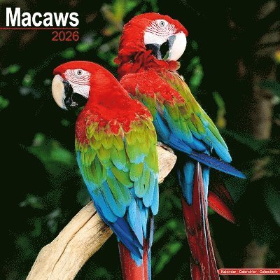 Cover for Macaws Calendar 2026  Square Bird Wall Calendar - 16 Month (Calendar) (2025)