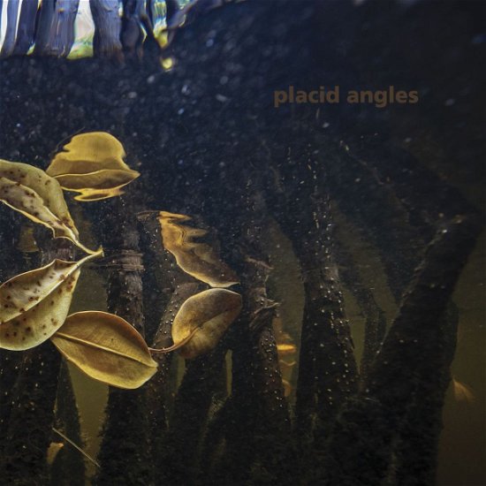 Cover for Placid Angles · Touch The Earth (LP) (2021)
