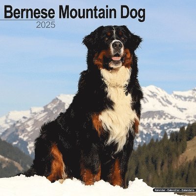 Cover for Bernese Mountain Dog Calendar 2025 Square Dog Breed Wall Calendar - 16 Month (Kalender) (2024)