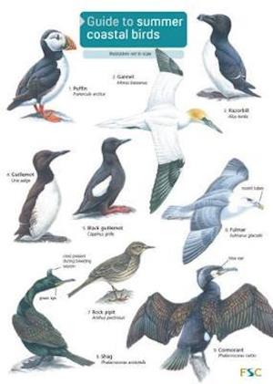 Cover for Rebecca Farley-Brown · Guide to Summer Coastal Birds (Map) (2014)