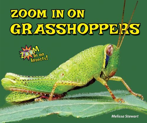Cover for Melissa Stewart · Zoom in on Grasshoppers (Zoom in on Insects!) (Hardcover Book) (2014)