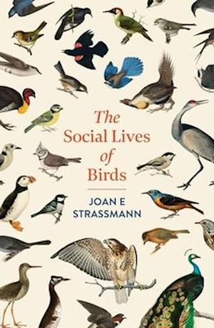 Cover for Joan E. Strassmann · The Social Lives of Birds (Paperback Book) (2025)