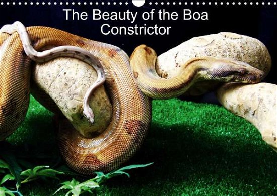 The Beauty of the Boa Constricto - Horton - Books -  - 9781325558148 - 