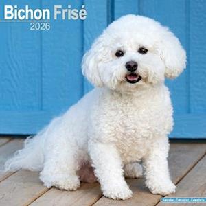 Bichon Frise Calendar 2026 Square Dog Breed Wall Calendar - 16 Month - - Produtos - Avonside Publishing Ltd - 9781804606148 - 18 de agosto de 2025