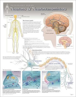 Cover for Scientific Publishing · Neurons &amp; Neurotransmitters Laminated Poster (Kartor) (2013)