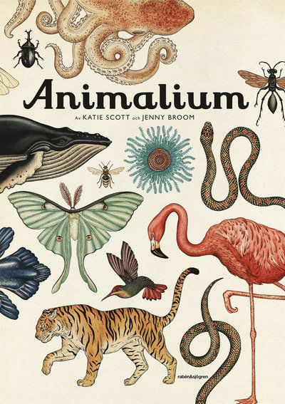 Cover for Jenny Broom · Animalium (Hardcover Book) (2015)